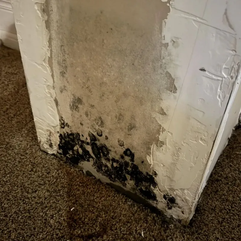 Professional Mold Removal in Wilson County, NC